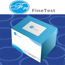 Preview ELISA Kit package from FineTest