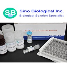 Preview ELISA Kit package from Sino Biological