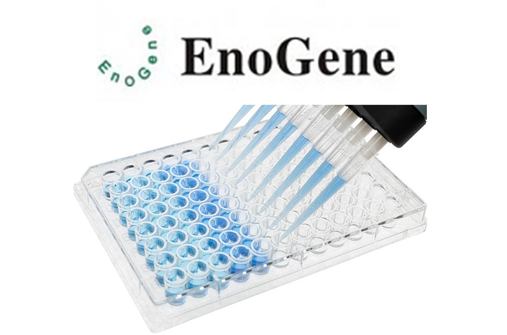 E16HE0001 ELISA Packege from EnoGene