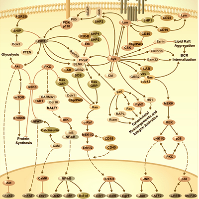 B-Cell-Receptor-Signaling-Pathway