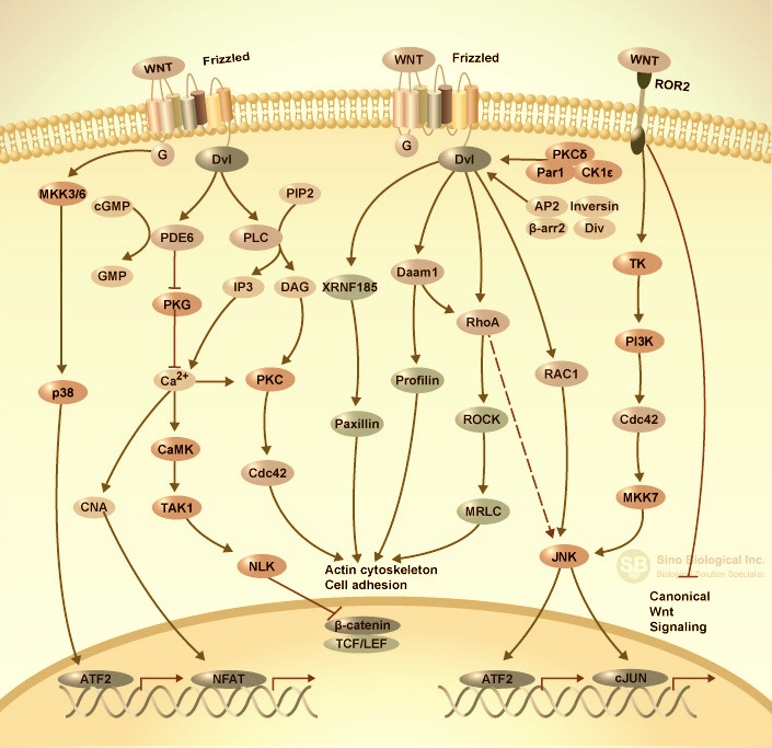 non-Canonical Wnt Signaling Pathway